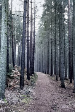 Ağaçların arasında güneş ışınları