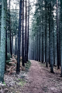 Ağaçların arasında güneş ışınları