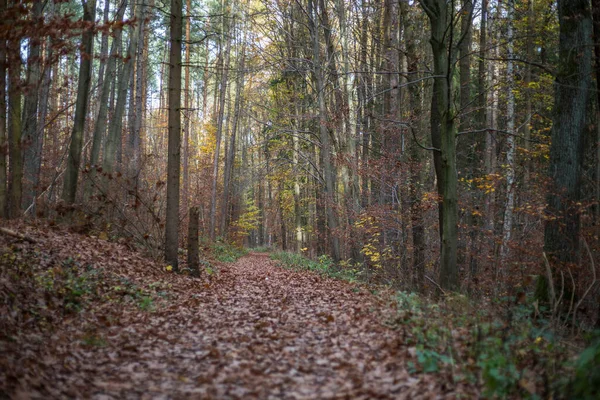 地面に葉っぱがたくさんある秋の森の景色 — ストック写真