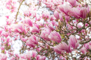 wonderful nature in the spring