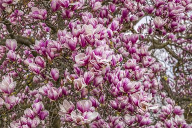 wonderful nature in the spring