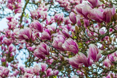 wonderful nature in the spring