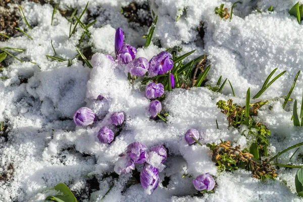 Primavera Está Chegando Primeiras Flores — Fotografia de Stock