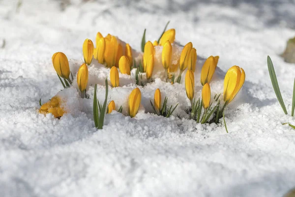 Spring Coming First Flowers — Photo