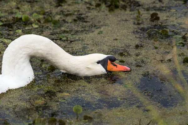 Cisne Nada Água Come — Fotografia de Stock