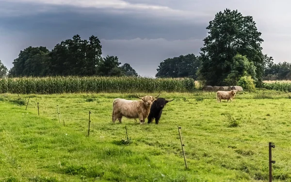 Vacas Das Terras Altas Criadas Alemanha — Fotografia de Stock