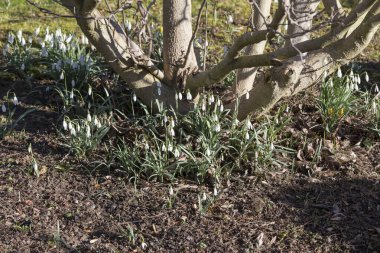 İlk çiçekler, bahar geliyor.