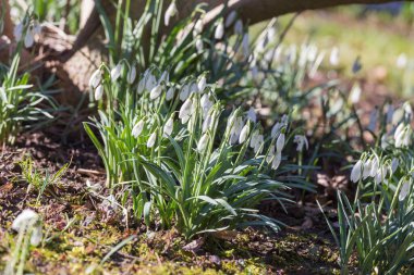İlk çiçekler, bahar geliyor.