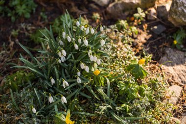İlk çiçekler, bahar geliyor.