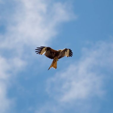 Milvus Milvus havada uçuyor ve yiyecek arıyor.