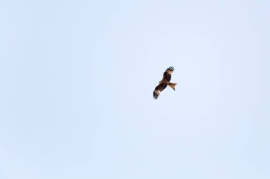 Milvus Milvus havada uçuyor ve yiyecek arıyor.