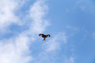 Milvus Milvus havada uçuyor ve yiyecek arıyor.