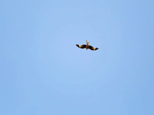 Milvus Milvus Volando Aire Buscando Comida — Foto de Stock