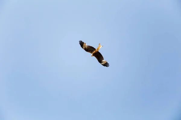 Milvus Milvus在空中飞行寻找食物 — 图库照片