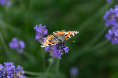 Bahçedeki küçük kaplumbağa kabuğu (Aglais urticae)
