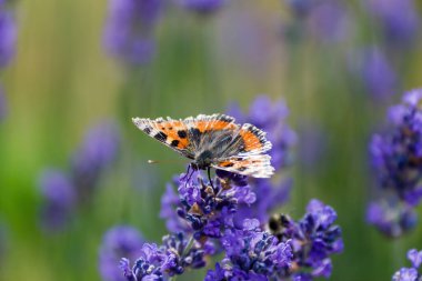 Bahçedeki küçük kaplumbağa kabuğu (Aglais urticae)