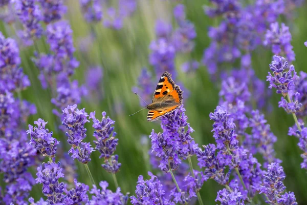 Bahçedeki küçük kaplumbağa kabuğu (Aglais urticae)
