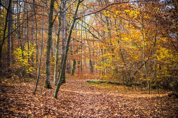 Lots Colorful Leaves Trees Forest Floor — стоковое фото