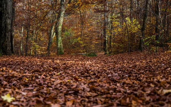 Lots Colorful Leaves Trees Forest Floor — Stock Photo, Image