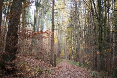 Sonbaharda ormanda yürüyüş.