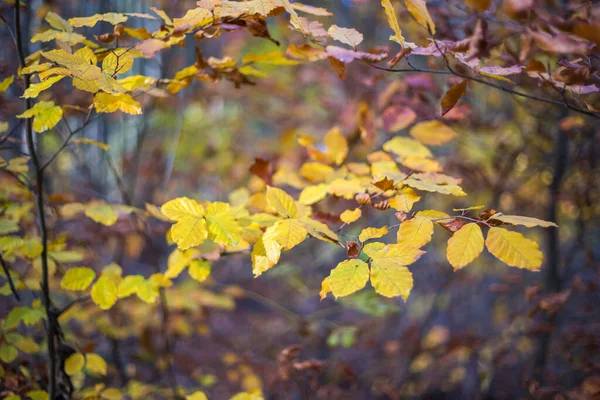 Escursione Nella Foresta Autunno — Foto Stock