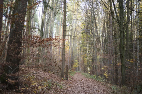 Hike Forest Autumn — Stock Photo, Image