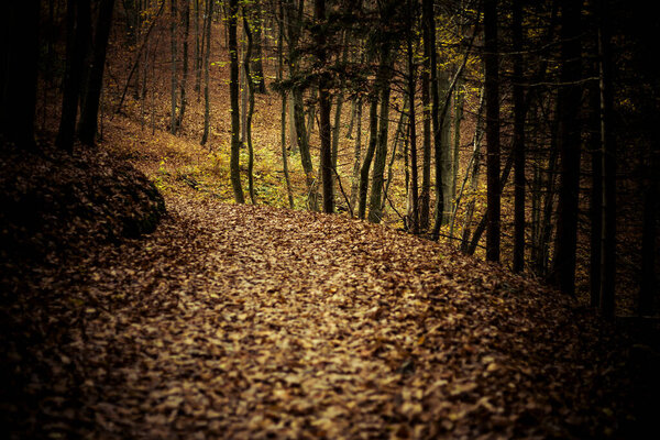 Hike through the forest in autumn