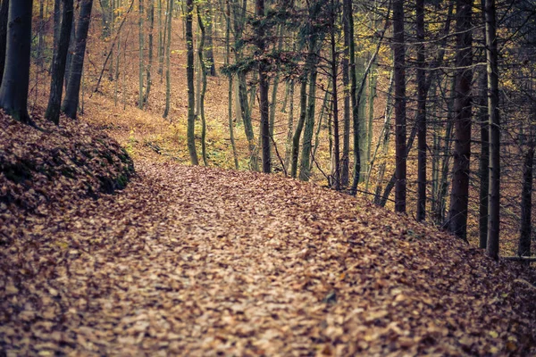 Hike Forest Autumn — Stock Photo, Image