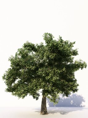 Beyaz arka planda izole ağaçlar, tasarımda, reklamcılıkta ve mimaride kullanılan tropikal ağaçlar. 3d oluşturma
