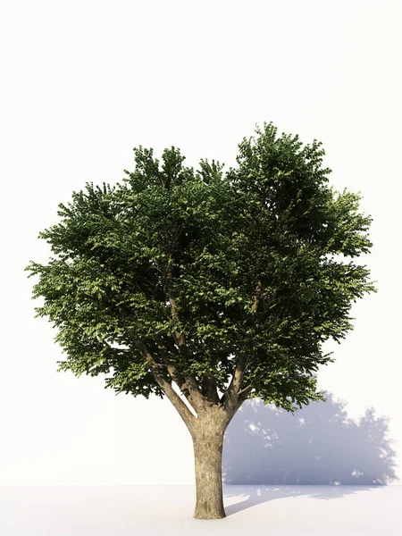 Bomen Geïsoleerd Witte Achtergrond Tropische Bomen Geïsoleerd Gebruikt Voor Ontwerp — Stockfoto