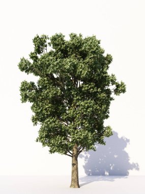 Beyaz arka planda izole ağaçlar, tasarımda, reklamcılıkta ve mimaride kullanılan tropikal ağaçlar. 3d oluşturma
