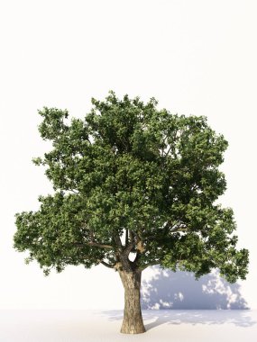 Beyaz arka planda izole ağaçlar, tasarımda, reklamcılıkta ve mimaride kullanılan tropikal ağaçlar. 3d oluşturma