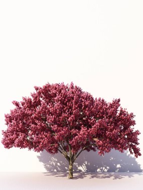 Beyaz arka planda izole ağaçlar, tasarımda, reklamcılıkta ve mimaride kullanılan tropikal ağaçlar. 3d oluşturma