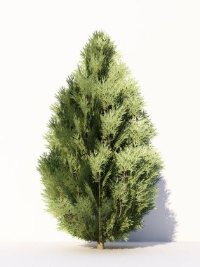 Beyaz arka planda izole ağaçlar, tasarımda, reklamcılıkta ve mimaride kullanılan tropikal ağaçlar. 3d oluşturma