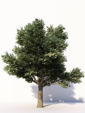 Beyaz arka planda izole ağaçlar, tasarımda, reklamcılıkta ve mimaride kullanılan tropikal ağaçlar. 3d oluşturma