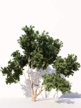 Beyaz arka planda izole ağaçlar, tasarımda, reklamcılıkta ve mimaride kullanılan tropikal ağaçlar. 3d oluşturma
