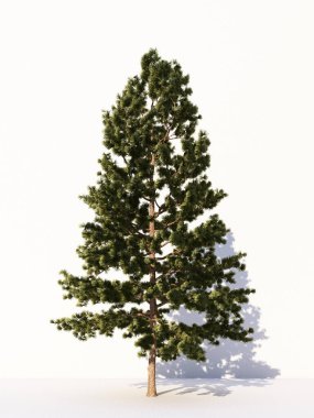 Beyaz arka planda izole ağaçlar, tasarımda, reklamcılıkta ve mimaride kullanılan tropikal ağaçlar. 3d oluşturma