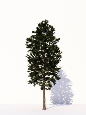 Beyaz arka planda izole ağaçlar, tasarımda, reklamcılıkta ve mimaride kullanılan tropikal ağaçlar. 3d oluşturma