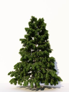 Beyaz arka planda izole ağaçlar, tasarımda, reklamcılıkta ve mimaride kullanılan tropikal ağaçlar. 3d oluşturma