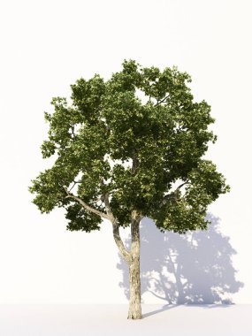 Beyaz arka planda izole ağaçlar, tasarımda, reklamcılıkta ve mimaride kullanılan tropikal ağaçlar. 3d oluşturma