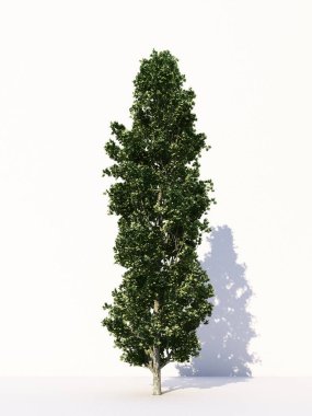 Beyaz arka planda izole ağaçlar, tasarımda, reklamcılıkta ve mimaride kullanılan tropikal ağaçlar. 3d oluşturma