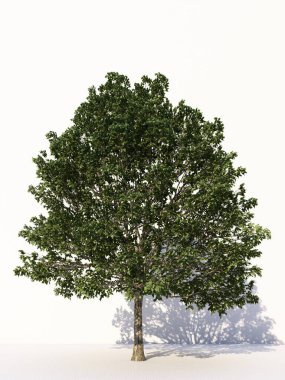 Beyaz arka planda izole ağaçlar, tasarımda, reklamcılıkta ve mimaride kullanılan tropikal ağaçlar. 3d oluşturma