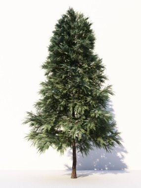 Beyaz arka planda izole ağaçlar, tasarımda, reklamcılıkta ve mimaride kullanılan tropikal ağaçlar. 3d oluşturma