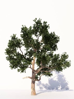 Beyaz arka planda izole ağaçlar, tasarımda, reklamcılıkta ve mimaride kullanılan tropikal ağaçlar. 3d oluşturma