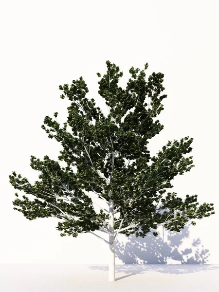 Деревья Изолированы Белом Фоне Тропические Деревья Изолированы Используемые Дизайна Рекламы — стоковое фото