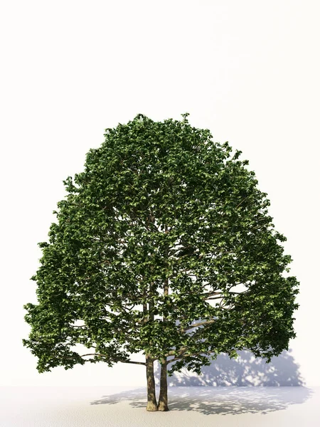Δέντρα Απομονωμένα Λευκό Φόντο Τροπικά Δέντρα Απομονωμένα Που Χρησιμοποιούνται Για — Φωτογραφία Αρχείου