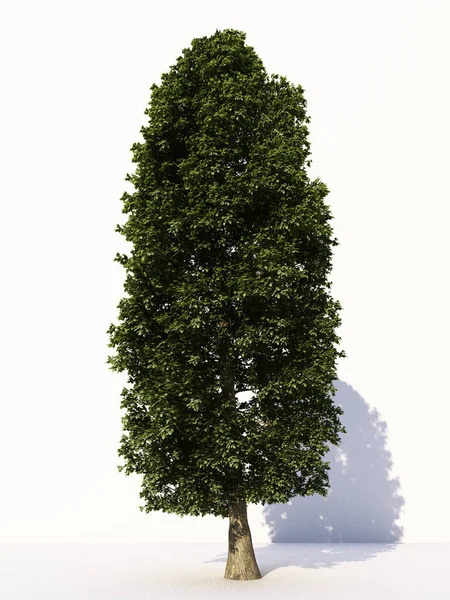 Árvores Isoladas Sobre Fundo Branco Árvores Tropicais Isoladas Usadas Para — Fotografia de Stock