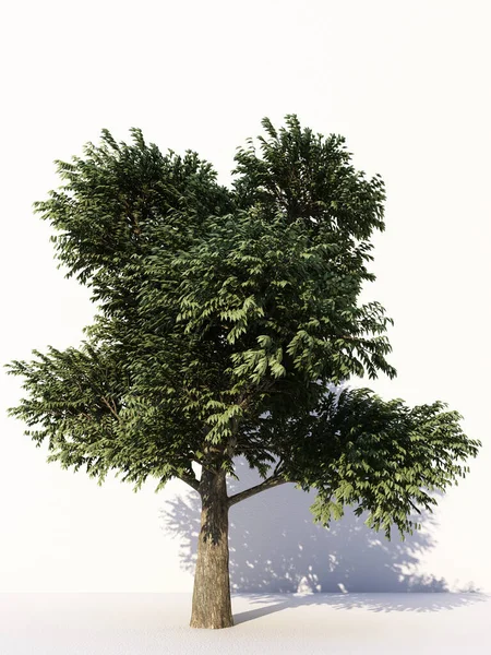 Beyaz Arka Planda Izole Ağaçlar Tasarımda Reklamcılıkta Mimaride Kullanılan Tropikal — Stok fotoğraf