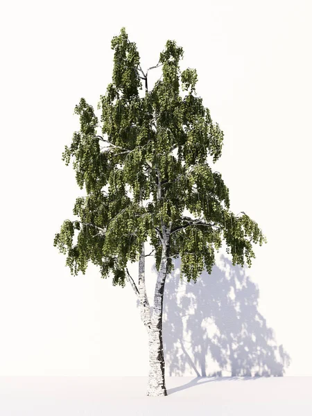 在白色背景上被隔离的树木 在设计 广告和建筑中被隔离的热带树木 3D渲染 — 图库照片