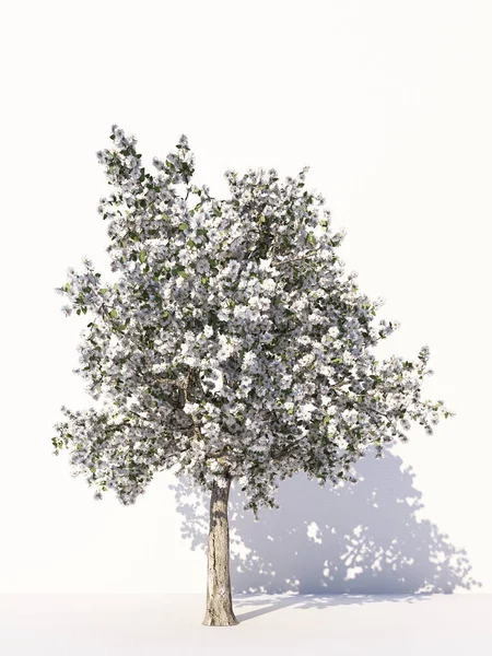 Alberi Isolati Sfondo Bianco Alberi Tropicali Isolati Utilizzati Design Pubblicità — Foto Stock